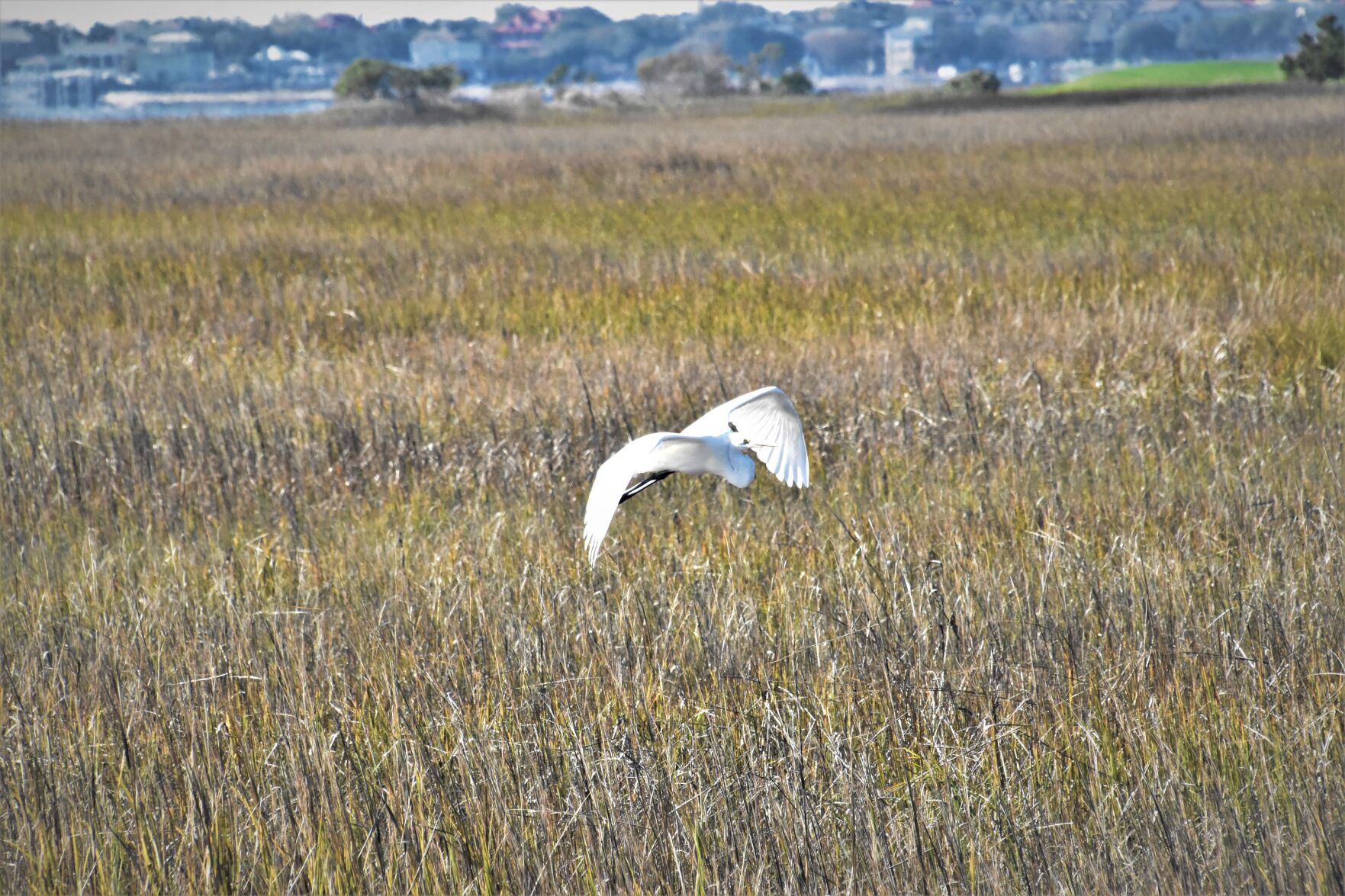 White egret in flight at Shem Creek Park boardwalk